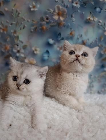 Продажа кошек: Скотиш Страйт (Шотландская прямоухая), 2 месяца, Девочка, Серебристая шиншилла, Приучена к лотку, Проглистована — 10