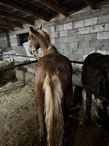 кыргыз и собака: Сатам | Байтал | Дончак | Союуга, Көбөйтүү үчүн | Жасалма жол менен боозутуу — 4