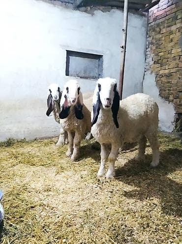 собаки сокулук: Сатам | Ургаачы кой (ургаачы), Кочкор (эркек) | Көбөйтүү үчүн — 1