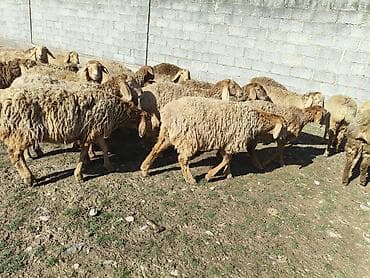 норка животное: Продаю | Овца (самка) | Для разведения | Матка — 6