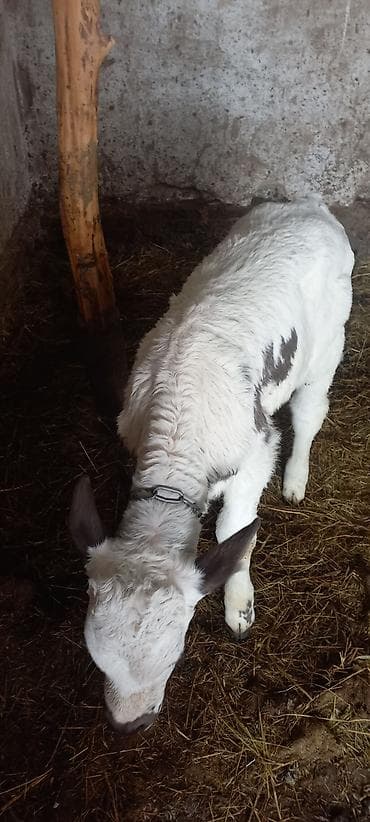 киссар кой: Продаю | Бык (самец) | Для молока — 3