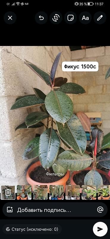 офисные растения: Комнатные и уличные растения в горшках. гулдор сатылат Баасы келишим — 3