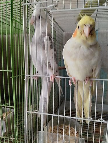 жердочки для попугаев корелла: Нимфы (кореллы) разных окрасов - Вид: корелла (Nymphicus — 2