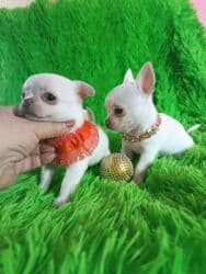 двойка для мальчика: Чихуахуа, 2 месяца, Самец, С родословной, С прививкой — 1