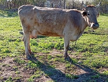 корова дойная: Продаю | Корова (самка) | Голштин | Для молока | Привязанные — 2