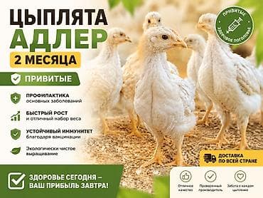 алель курица цена: Продаю | Цыплята | Хай-Лайн Соня Грей | Для разведения, Несушки — 1