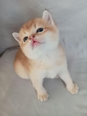 котята не дорого: 💛 Золотое счастье ищет свой дом 💛 Открыто бронирование на шикарного — 8