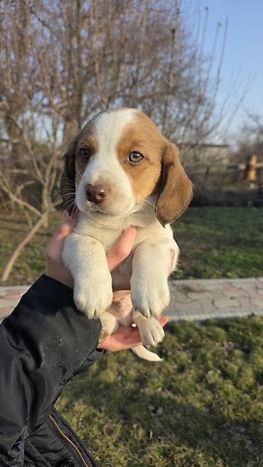 собаки породистые: Щенки спаниеля, несколько окрасов (рыже-белый, шоколадно-белый — 3