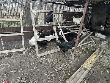 боос кой: Продаю | Петух — 3