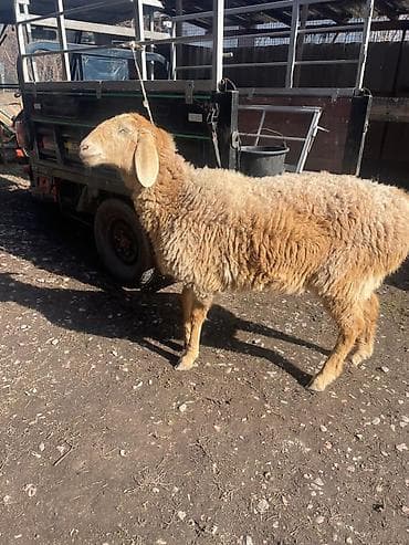 хайлайн соня: Продаю | Овца (самка) | Арашан | Ярка — 2