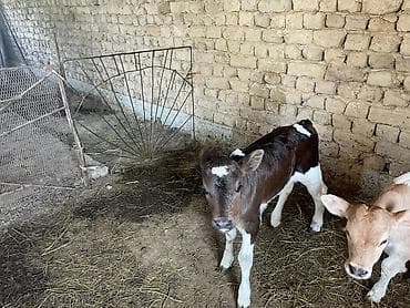 продаю пластиковые ящики: Продаю | Музоо, торпок | На откорм — 8