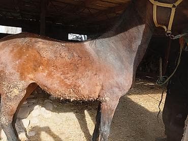 ячмень семеной: Продаю | Кобыла (самка) | Рабочий | Племенные — 7