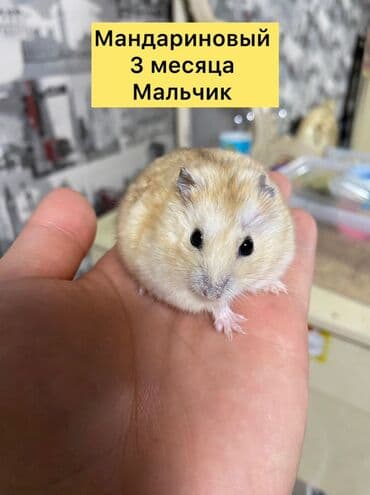 Хомяки: Карликовые хомячки (джунгарики) золотисто‑песочного окраса. Очень — 6