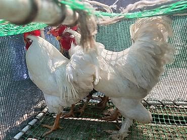 броллер цыплята: Продаю | Петух | Для разведения — 1