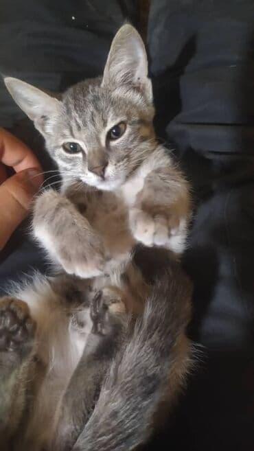 продажа щенков немецкой овчарки в бишкеке с документами: Британская короткошёрстная, 8 месяцев, Мальчик, Серый, С прививками — 4