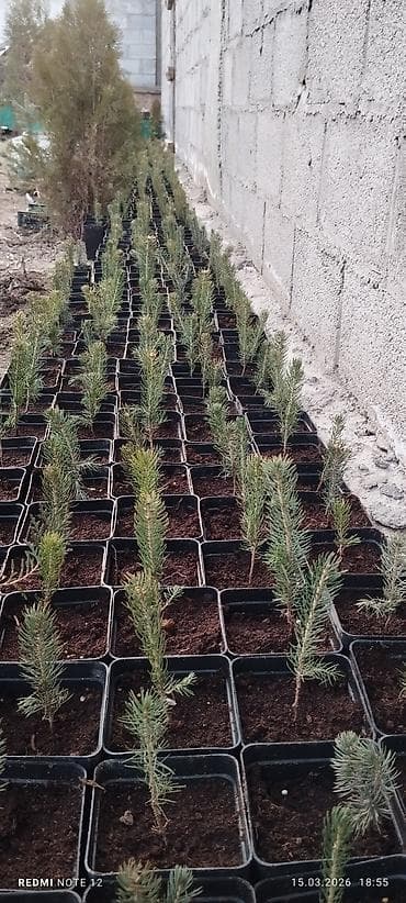 январь 5 1: Голубой ел көчөттөрү . 600 шт даяр горошокто . 350 сомдон . баарын — 2