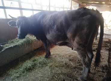Грызуны: Продаю | Корова (самка) | Для разведения | Привязанные — 1