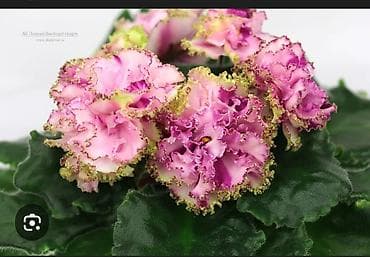 сокулук селекция: Продаю детки сортовых фиалок,около 200 сортов🌺🌿🌺. 100сом. Есть — 8