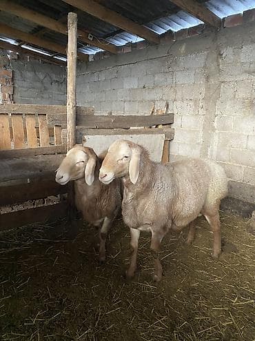 быки герефорд: Продаю | Баран (самец) | Арашан | Для разведения | Племенные — 10