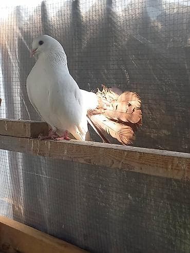 купить сову: Продаю | Куры | Для разведения — 2