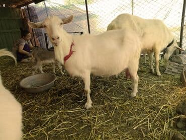 срочно продаю в связи с переездом: Сатам | Эчки (ургаачы) — 23