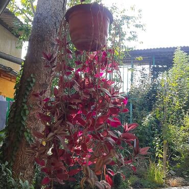 купить пальму: Комнатные растения в горшках: 1) Хамедорея (бамбуковая пальма) в — 3