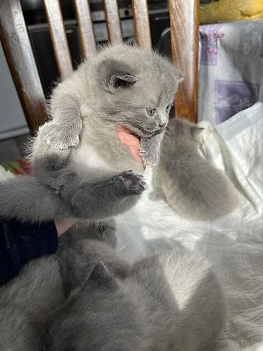 Продажа кошек: Британские короткошёрстные котята, окрас голубой (solid blue). - — 1