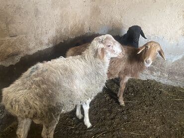 для овец: Продаю | Овца (самка), Баран (самец) | Полукровка, Эдильбаевская | На забой, Для разведения | Осеменитель, Матка — 7