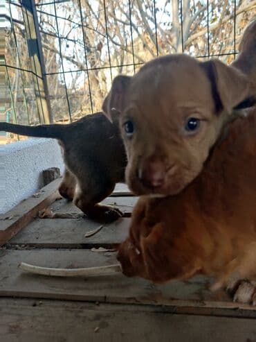 собаки и щенки в дар: Щенки К Продаже готовы Питбуль кушают самостоятельно Срочная цена — 12