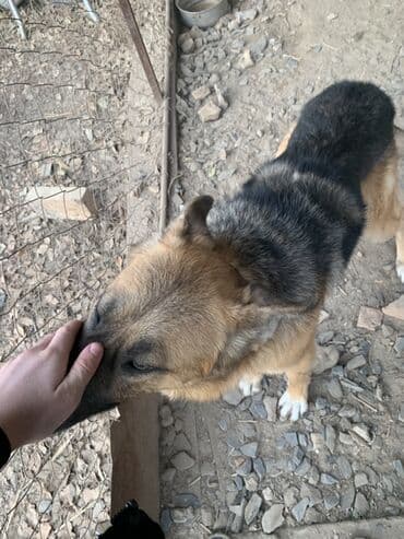 продаю собаки: Немецкая овчарка, классический чепрачный окрас (черный верх — 3