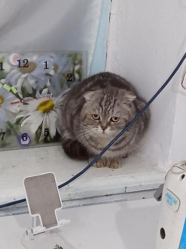 миниатюрные кошки: Скотиш Фолд (Шотландская вислоухая), 1 год, Мальчик — 2