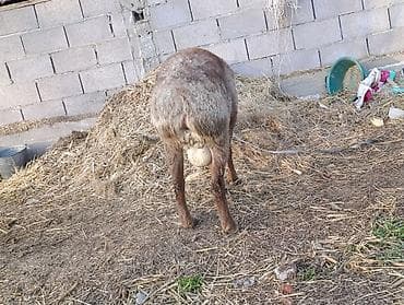 экзотические питомцы: Продаю | Овца (самка) | Арашан | Для разведения | Матка — 6