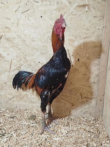 пшеница кормовая: Продаю | Куры — 4