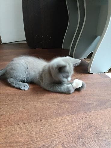 кошка серый: 3 месяца, Девочка, Серый, Приучена к лотку — 5