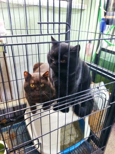 котята: Британская короткошёрстная, 1 год, Мальчик, Черный, Кастрирована — 1