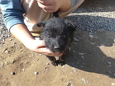 сухое молоко для животных: Щенки метисы, помет из нескольких малышей. Возраст — примерно 1–1,5 — 3