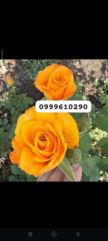 техника для сада: Саженцы цветка: Розы, Платная доставка — 8