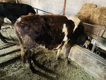 ит атабыз: Продаю | Тёлка | Полукровка | На откорм | Отела не было — 2