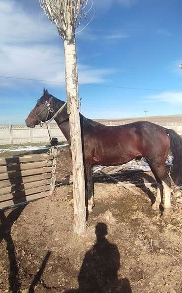 Лошади, кони: Продаю | Конь (самец) | Для разведения | Племенные — 2