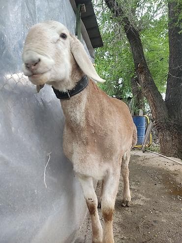 животные баран: Продаю | Баран (самец) | Для разведения | Племенные — 4