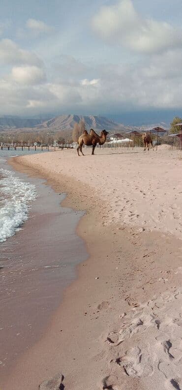долгосрочные квартиры в аламедин 1: 2 бөлмө, Менчик ээси, Чогуу жашоосу жок, Жарым -жартылай эмереги бар — 6