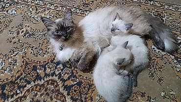 большие кошки: Котята с колор‑пойнт окраcом - Описание: на фото помёт котят — 1