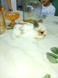 декоративные заборы: Кролик с окрасом, сочетающим белый и светло-коричневый цвета. Обладает — 16