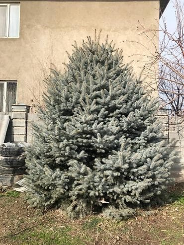 Саженцы деревьев: Ели, Самовывоз