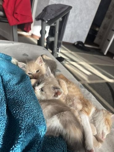 кошка британка: Котята, домашние, от одной кошки. Возраст на фото — малыши, уже едят — 6