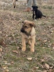 отдам щенят в добрые руки: 🆘🆘🆘🆘🆘🆘🆘🆘🆘 Вс хотите быть счастливым Но это ня получаейся ? Приютиме — 3