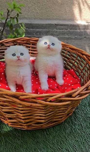 шотландская белая кошка: Шотландские котята. Scottish fold окрас серебристая шиншилла — 5