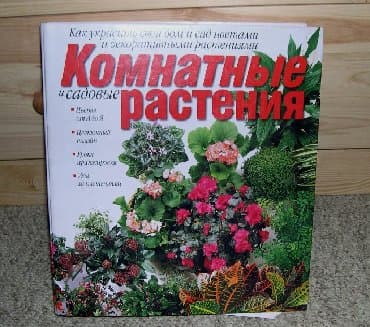 цветы растение: Комнатные растения - хлорофитумы кудрявые бело-розовый — 8