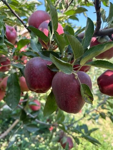 вата тытуу: Алмалар — 3