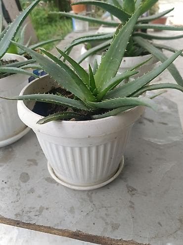 сколько стоит алоэ вера: Алоэ вера в горшках (комнатные суккуленты) - Вид: Aloe vera — 5